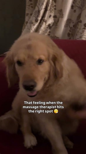 When the Dog Scratch Hits the Right Spot 🐶