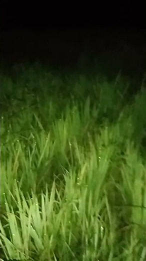 Nature After Dark🌙: Regardless of whether the rice grows or not, the sound of crickets is soothing🦗