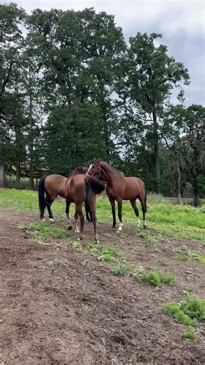 Horses naturally form a herd hierarchy because it creates safety, stability, and peace within the group. As prey animals, they rely on clear social roles so decisions can be made quickly, resources are shared with less conflict, and everyone knows where they belong. This structure isn’t about dominance or aggression—it’s about communication, trust, and calm leadership. When each horse understands their role, stress decreases and harmony increases, allowing the herd to function as one connected, 
