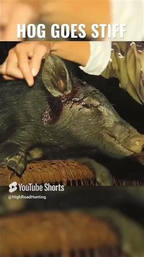 Hog Shot in the Head and Goes STIFF AS A BOARD
