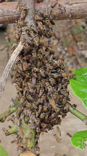 The Queen Bee Sent a Signal... The Colony Responded Instantly