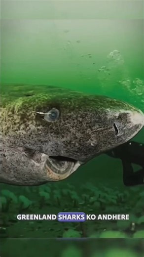This Shark Can Live 400 Years! 😱 The Most Mysterious Creature of the Ocean
