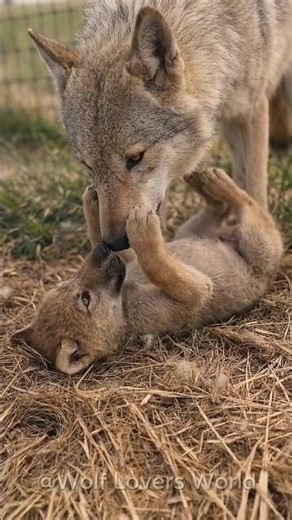 A Heartwarming Reunion Between A Wolf Mom and Her Pup! 🐺❤️ #wolf #wolfpack #greywolf #shorts