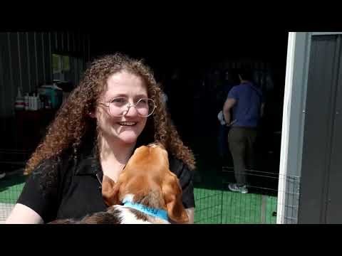 1,500 beagles rescued from life of biomedical research