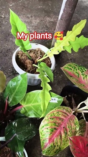 plantita life #garden #gardening #plants