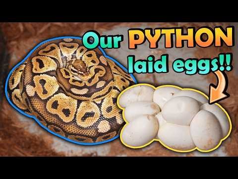 Honey Laid a HUGE Clutch of Eggs!