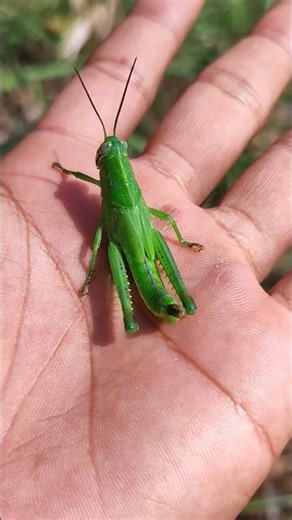 #insects super green and black 💖🪳🪲🦗💖#anyuniqueanimals #insects #beetle #grasshopper #nature