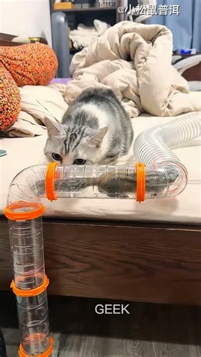 Naughty Squirrel Got a Tricky Game #cat #catvideos