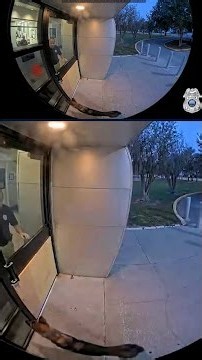 Missing dog reunited with owner