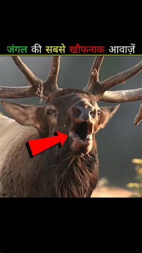 The world's scariest animal sounds 😨 | Even humans would be scared! #facts #marinemystery