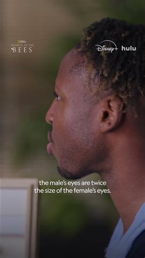 Drone bees are born with one goal in mind, and they don't have long to do it #SecretsOfTheBees