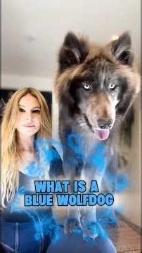 What is a BLUE WOLFDOG? #wolfdog #wolfhybrid #bluewolfdog