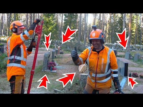 Perfect cut every time – One shot tree felling