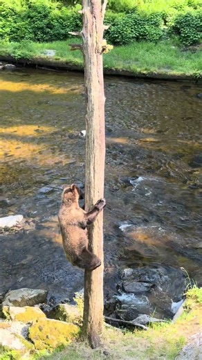 Black Bear Cub Scrambles Up Tree to Escape Charging Brown Bear