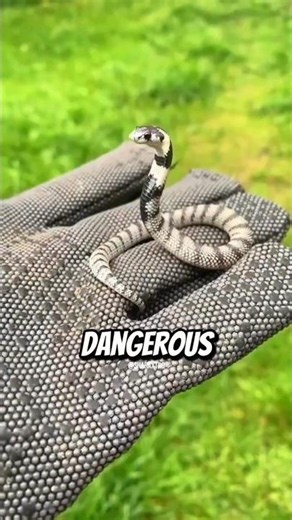 Why Baby Snake Bites Are More Dangerous Than Adult Snakes 😱