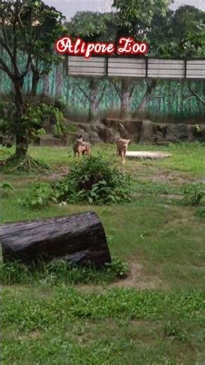 Alipore Zoo, Kolkata #wolf #wolves #aliporezoo #kolkatavlog #trending #aestheic #mudarrisofficial007