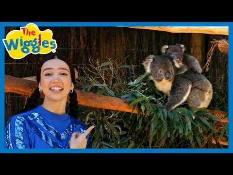 Lucia Koala (I Got the Knack) 🐨 The Wiggles Animal Song for Kids