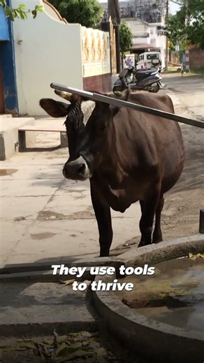 Animals Help Each Other… Just Like Us 🥺