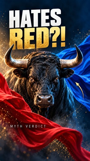 Do Bulls REALLY Hate Red?!