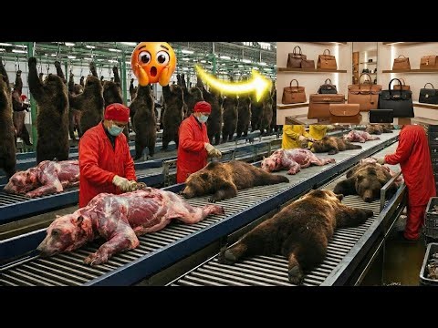 A Look Inside the Exclusive Bear Leather Production Line (Full Process)