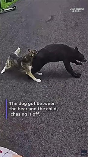 Hero husky jumps in to protect child from bear. See the video.