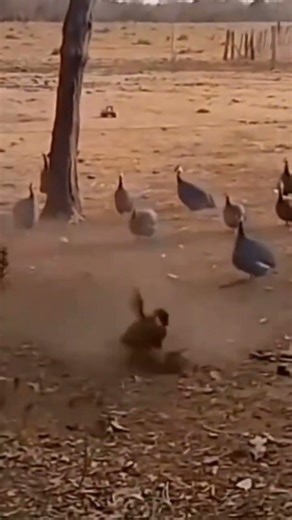 Brave Rooster vs Hawk 😱 | How a Rooster Defends His Chickens