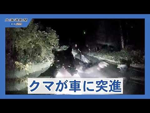 クマが突進 軽乗用車が破損 けが人なし 美深