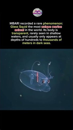 This Alien-Looking Creature Was Found 3,000 Feet Below the Ocean