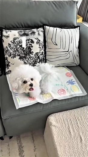 Why Was PupDog Pretending to Sleep?🐶😴