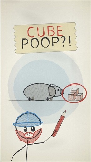 Wombat Poop Is Cube-Shaped, but Its Exit Is Round