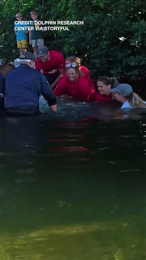 Orphaned manatee given second chance, released in Florida Keys