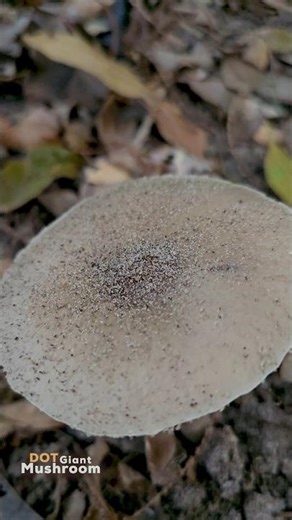 UFO Mushroom: A Galactic Forest Landing #nature #mushroom #forest