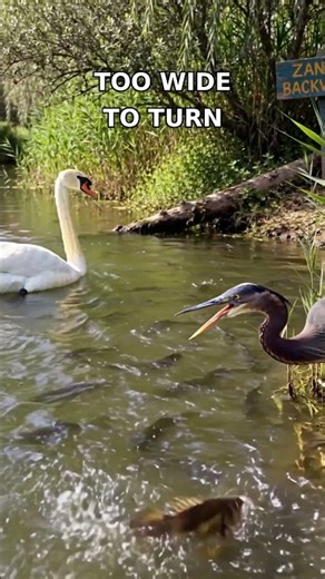 Purple Heron Trapped A GIANT Zander — Too Wide To Turn! #WildRiverShowdown
