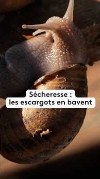 🐌 Canicule : la végétation brûlée menace les élevages d'escargots