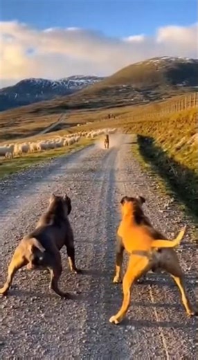 Out of Nowhere! 🐕❄️ Clash! #MeowMeowTime #Meow #Clickhype #cute #प्यारा #adorable #かわいい