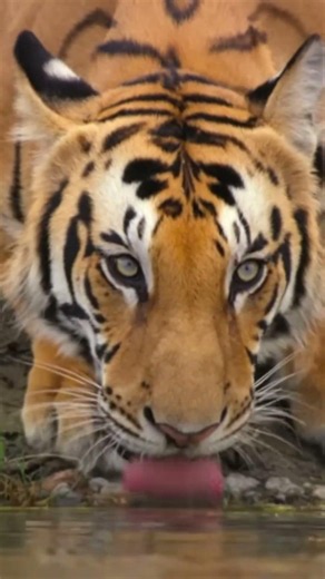 Bengal Tiger – The Powerful King of Asia's Jungles