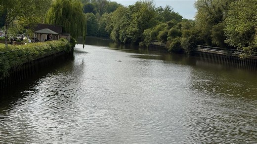 Rescuers monitoring dolphin trapped in river lock