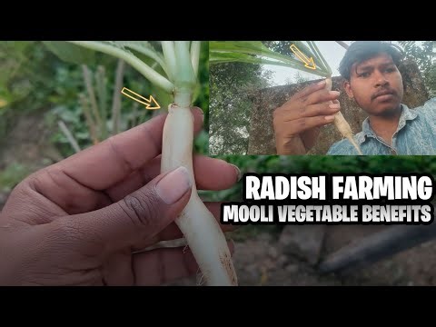 RADISH FARMING | MOOLI VEGETABLE BENEFITS| MOOLI IS ALSO HEALTHY!