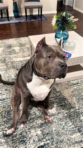 Unique Gifts for Your Spoiled Pup at PetSmart