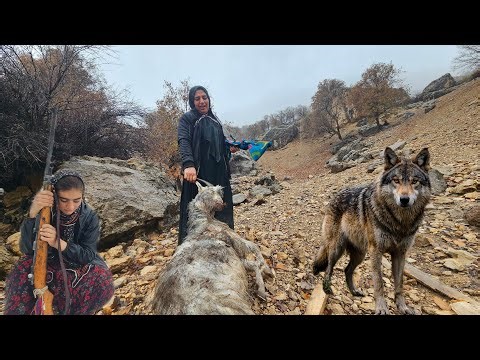 ​Wolf Attack in the Storm: A Heartbreaking Day in Zagros