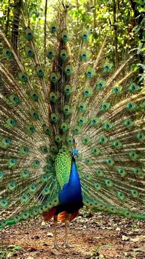 Why Male Peacock Performs Stunning Courtship Dance? #peacockdance #peacock #peacocks