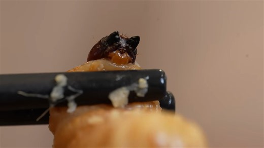 He ate a live worm covered in dangerous bacteria - then it burst