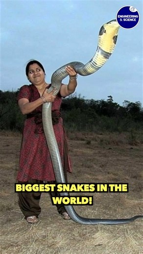Biggest snakes in the world! | Engineering & Science