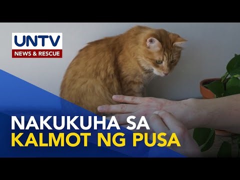 Cat scratch disease: ano ito at paano ito malulunasan? | Now You Know