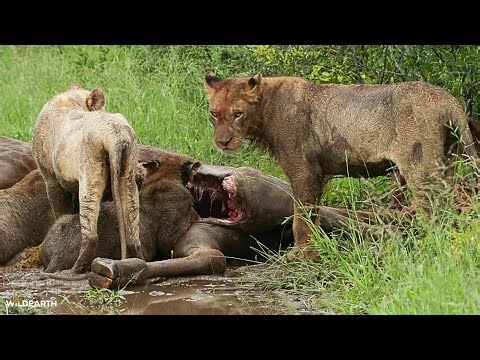 The Black Dam pride's New Year's breakfast - SafariLIVE Sunrise - 01 January 2026
