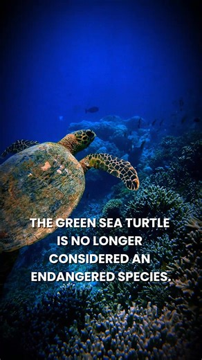 If it feels like the world is filled with bad news, these developments show that meaningful progress is still possible 🌍✨ 🐼 After decades of conservation, the giant panda is no longer classified as endangered. Its status was upgraded to “vulnerable” in 2021 due to rising wild populations. 🇦🇺 Australia is on track to eliminate cervical cancer as a public health problem. Research published in The Lancet suggests this could happen within the next decade through HPV vaccination and screening. 🐢