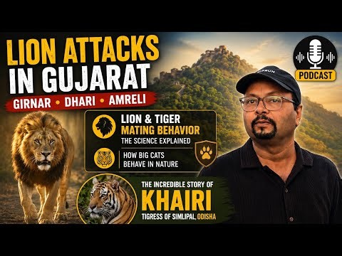Lion Attacks in Gujarat | Girnar, Dhari & Amreli | Lion & Tiger Mating Secret | Khairi Tigress Story
