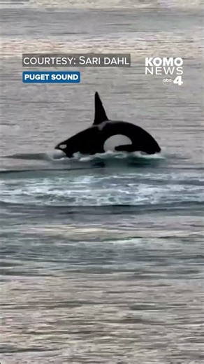 Orca breaching near Fox Island