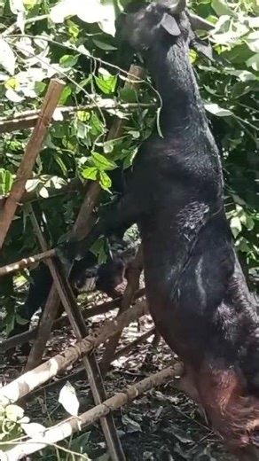 Assam hills goats farming #animals #farmanimalct #indiansong #beautifullgoats #goat #reels