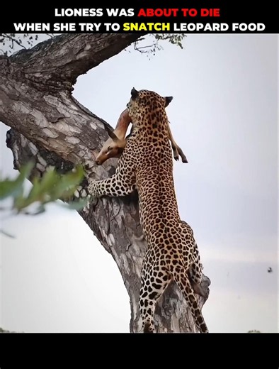 Lion v/s Leopard #shorts #animalshorts #viralshorts #animalplanet #lion #leopard